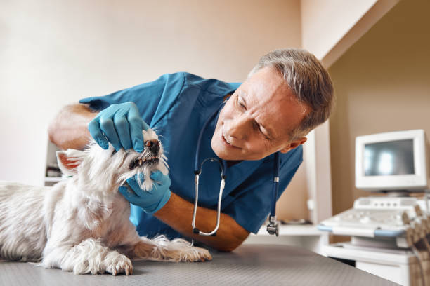 Best Emergency X-Rays and Diagnostics in Lafayette, TN